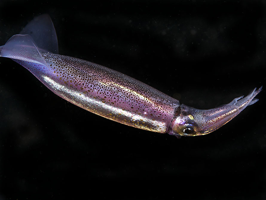 Sthenoteuthis oualaniensis